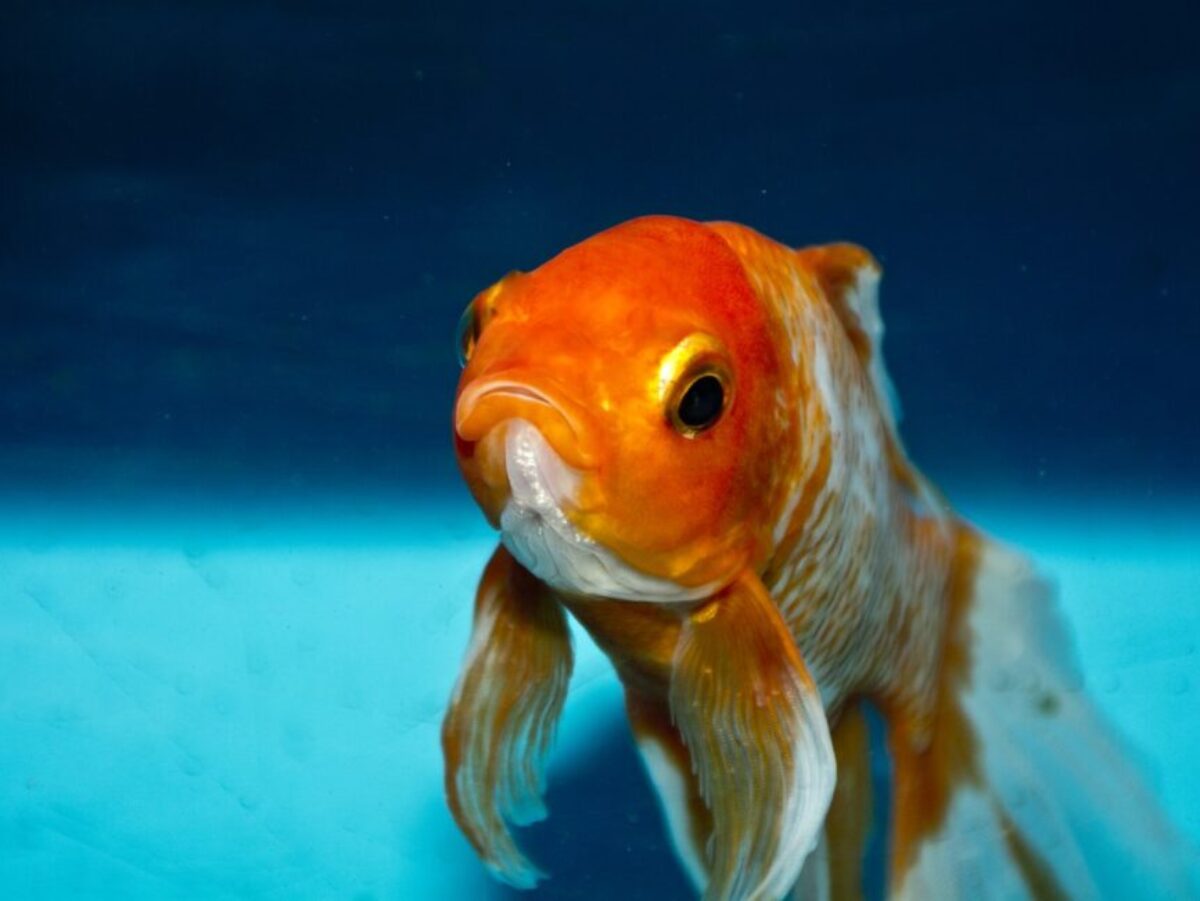 Goldfish zlatá rybka