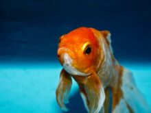Goldfish zlatá rybka