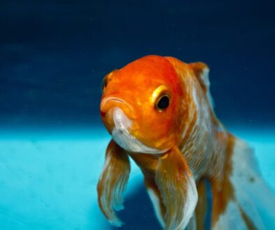 Goldfish zlatá rybka