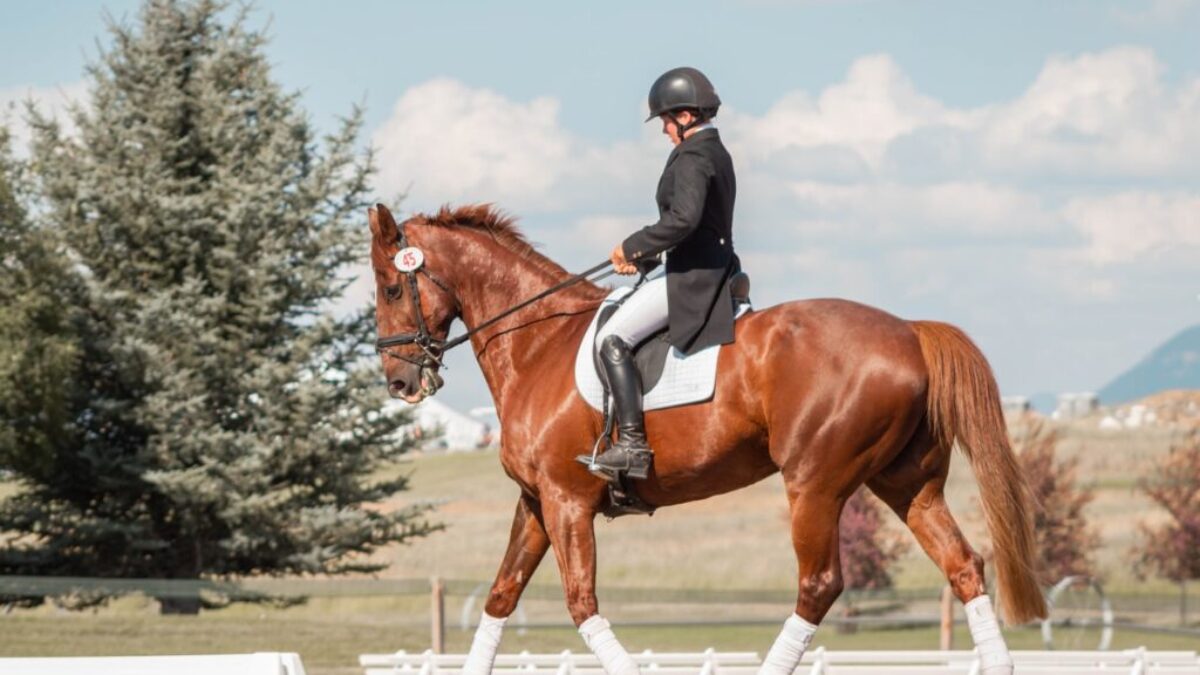man in black helmet riding brown horse during daytime