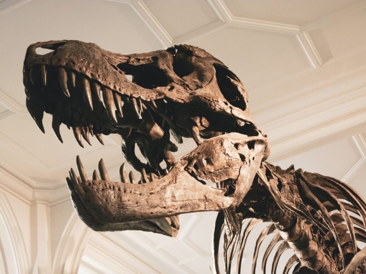 dinosaur skeleton
