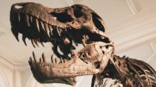 dinosaur skeleton
