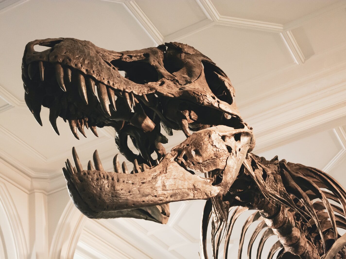 dinosaur skeleton