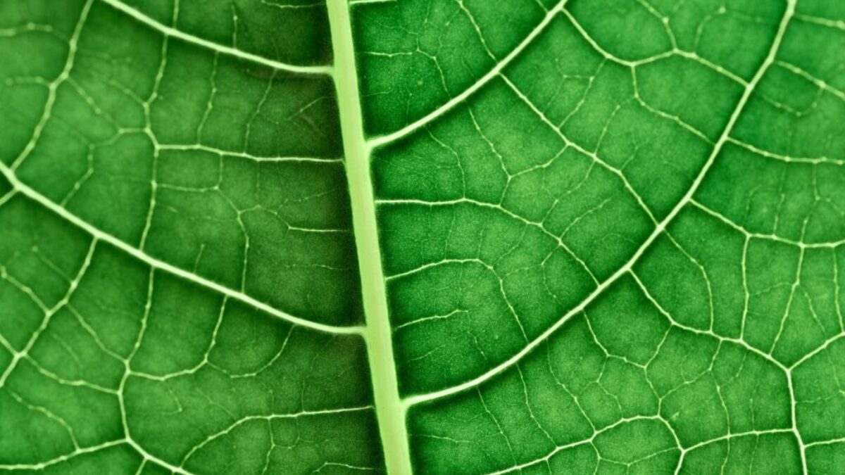 green leaf