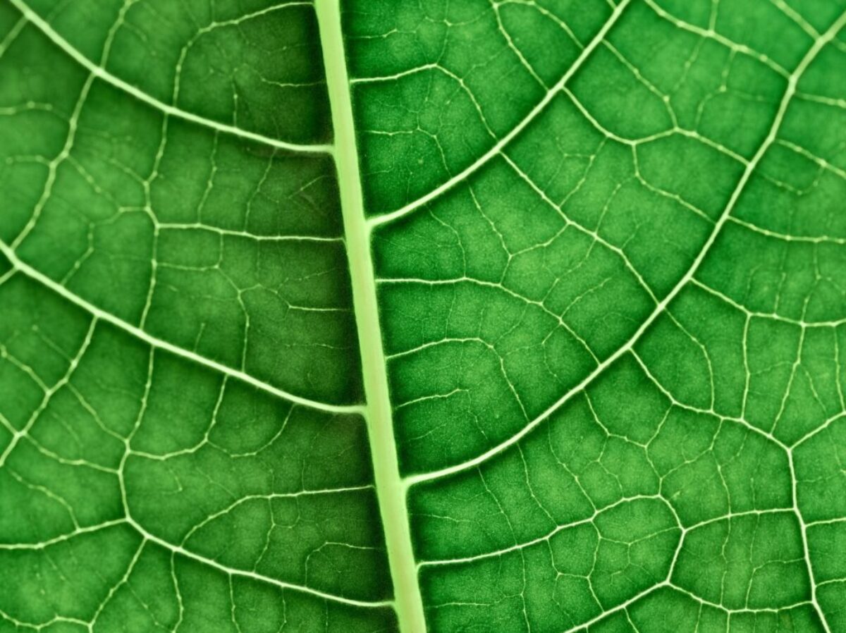green leaf