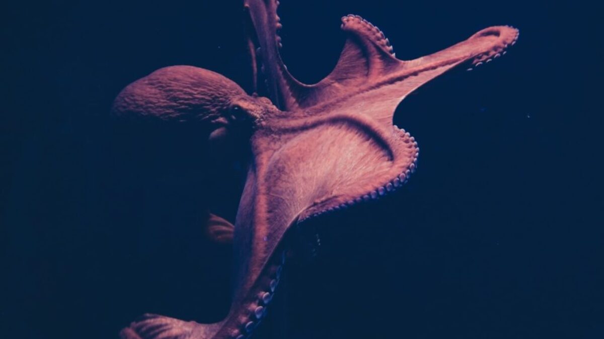 brown octopus on black surface
