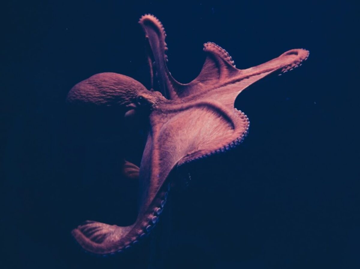 brown octopus on black surface