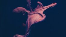 brown octopus on black surface