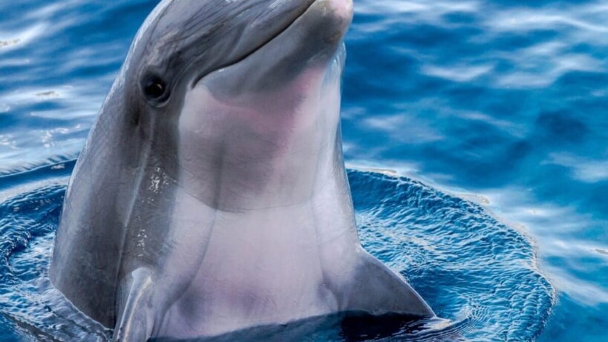 dolphin