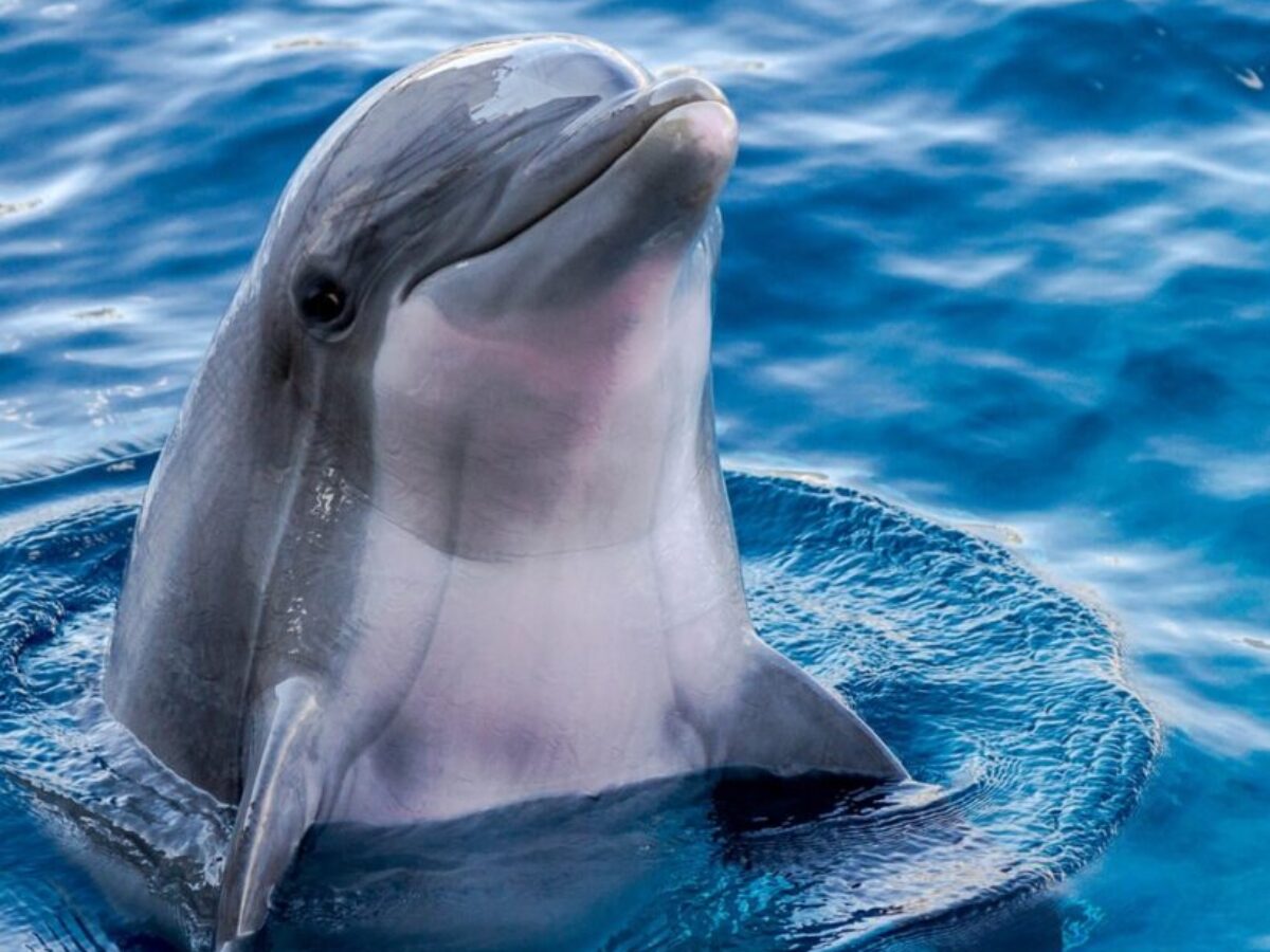 dolphin
