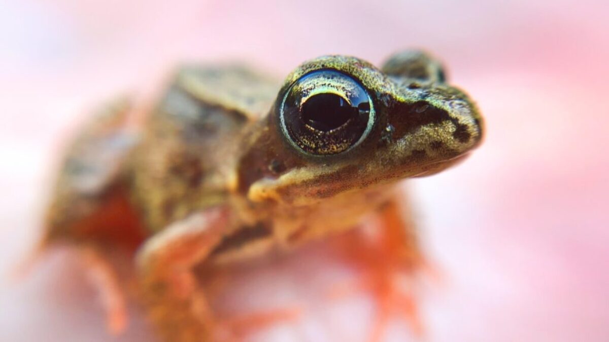 green and brown frog on persons hand