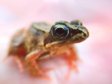 green and brown frog on persons hand