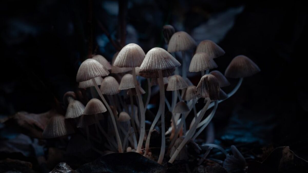 brown mushroom