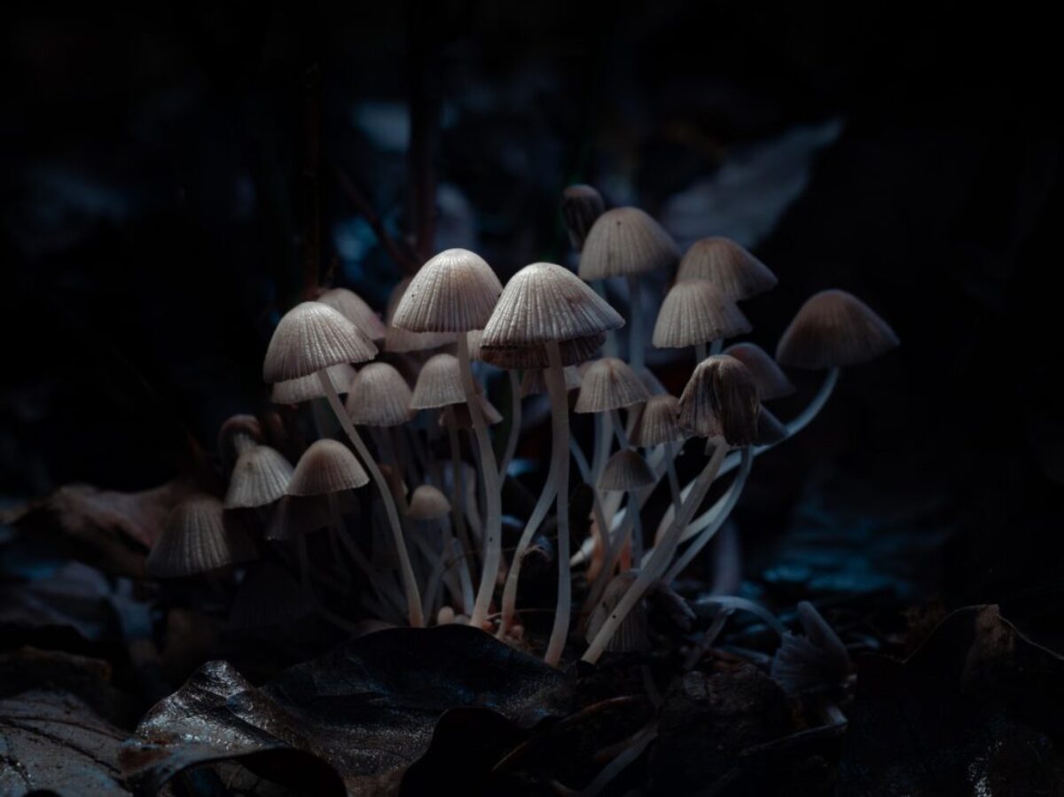 brown mushroom