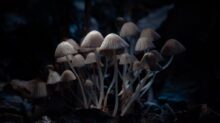 brown mushroom