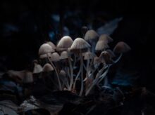 brown mushroom