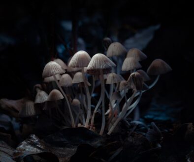 brown mushroom