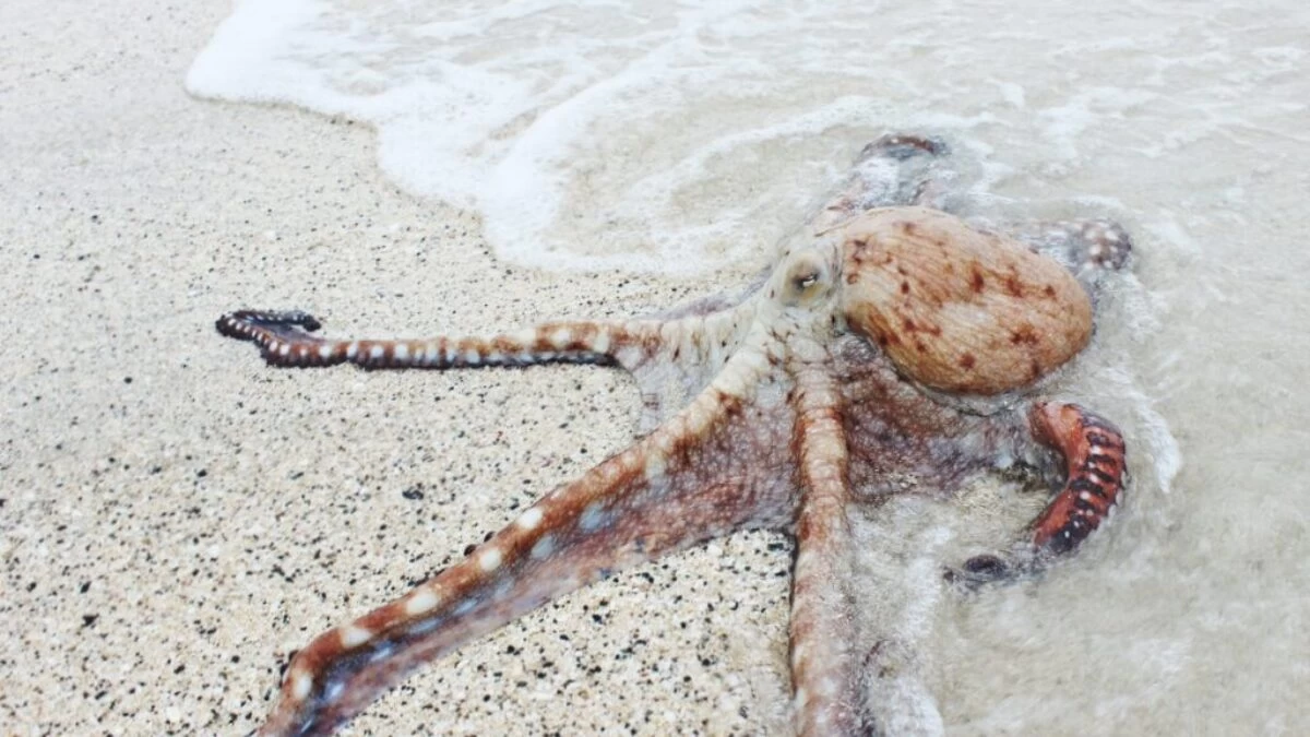 brown octopus on seashore