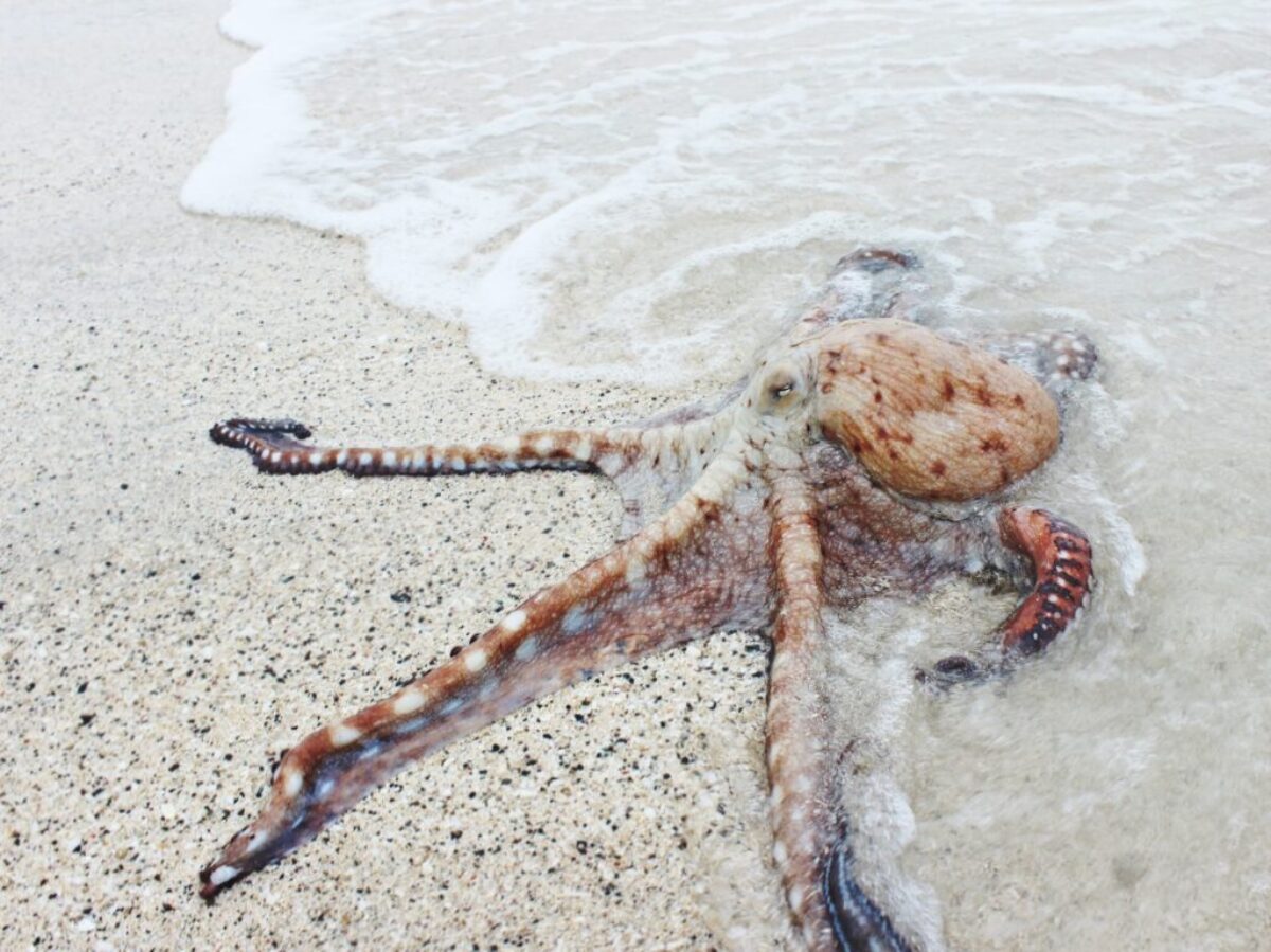 brown octopus on seashore