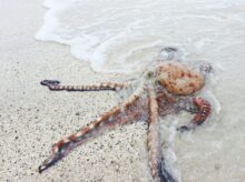 brown octopus on seashore