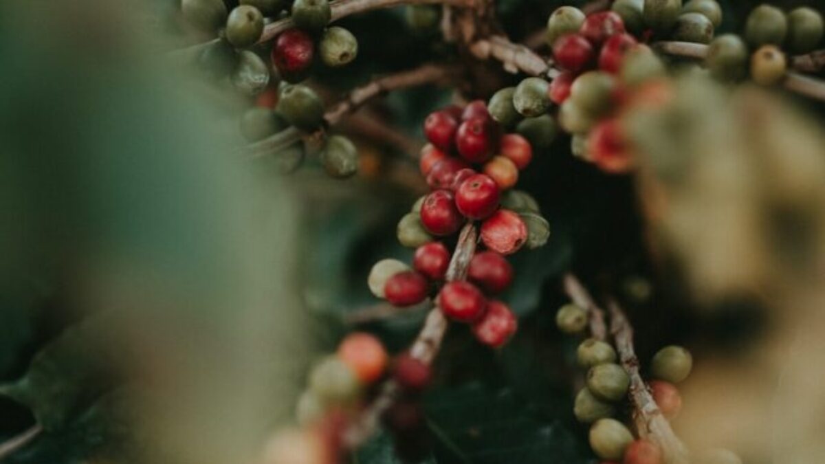red round fruits on green leaves
