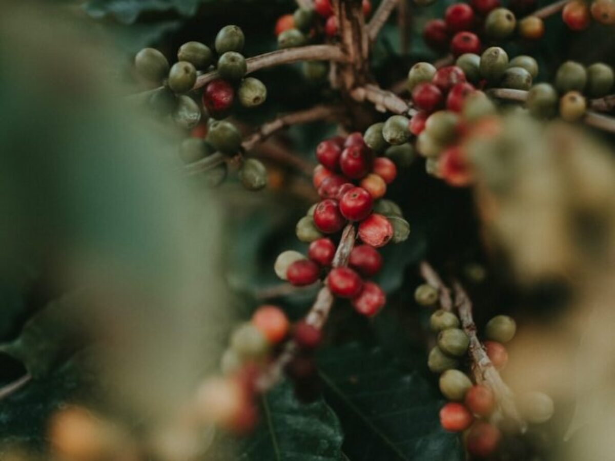red round fruits on green leaves