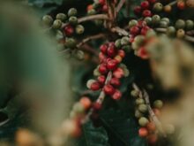 red round fruits on green leaves