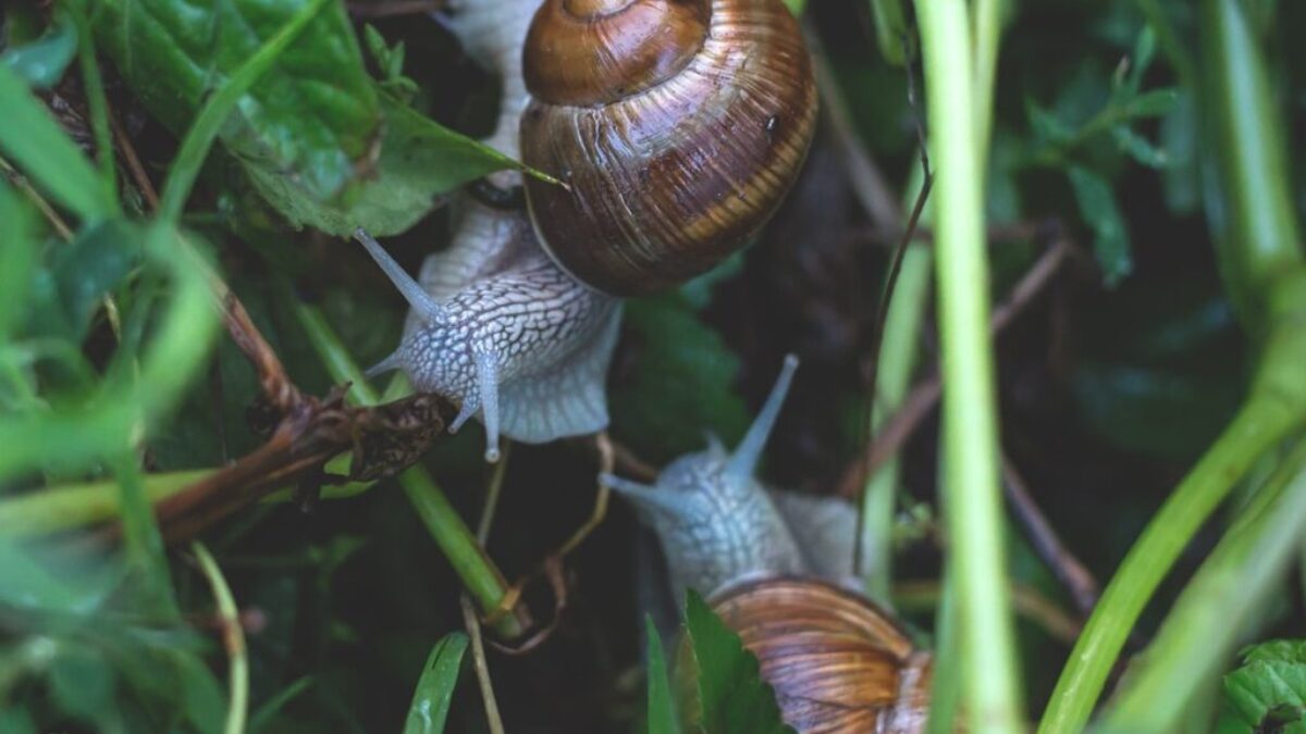 two snails surrounded by green leafed plant