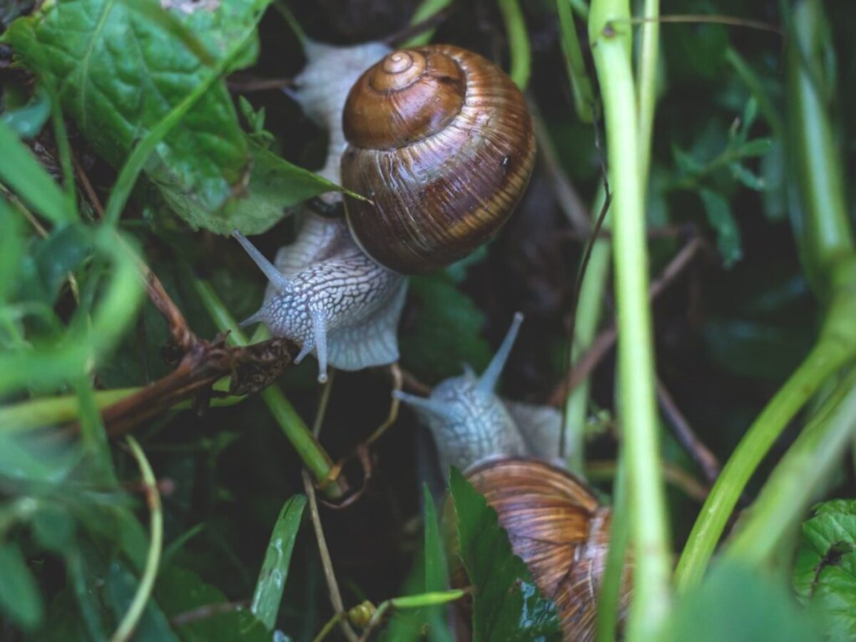 two snails surrounded by green leafed plant