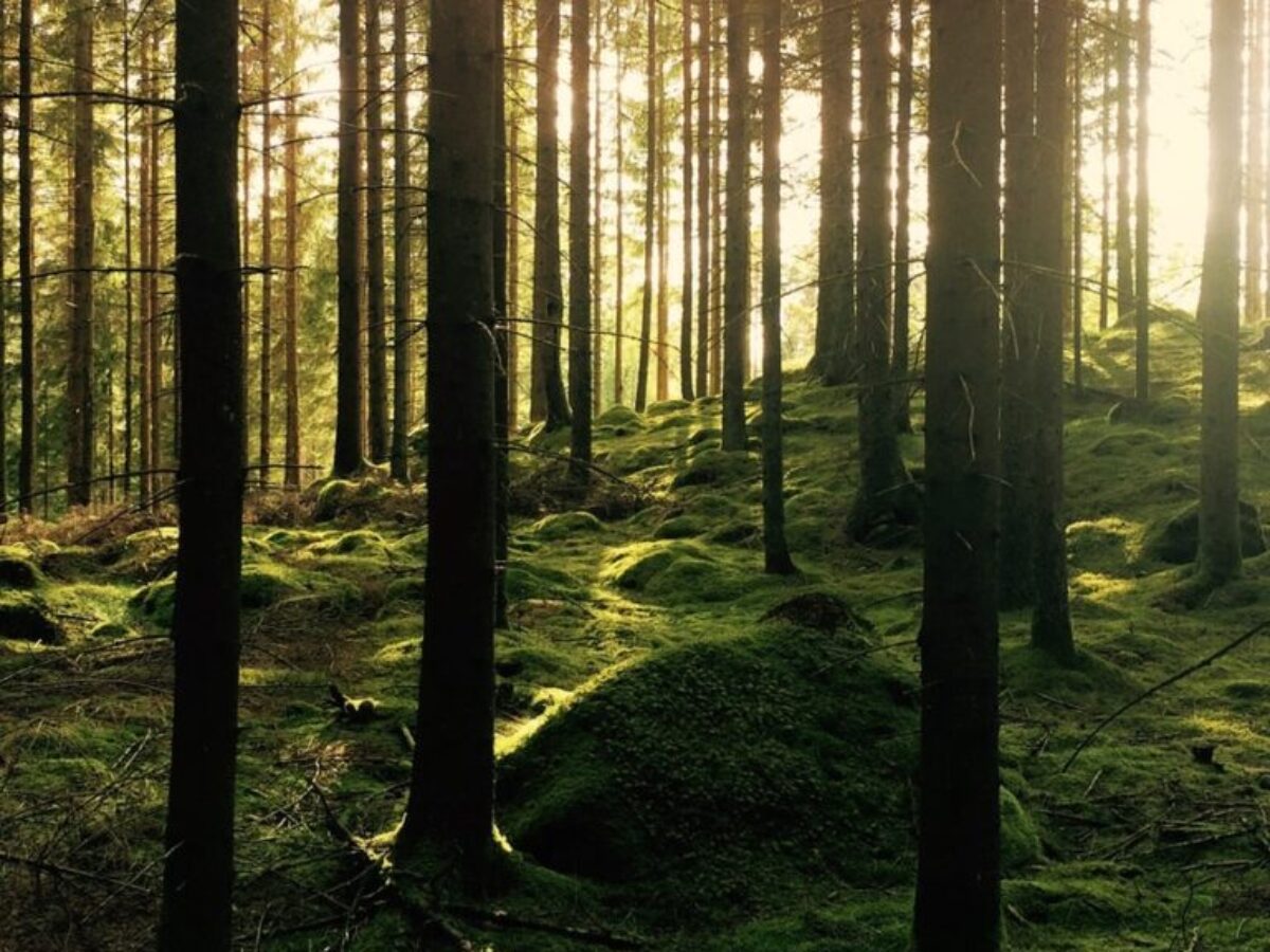 green pine trees