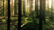 green pine trees