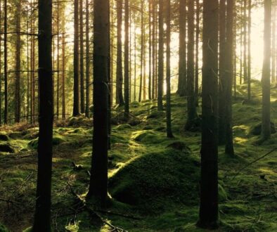 green pine trees