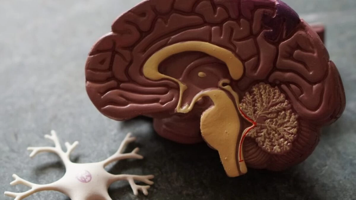human brain toy