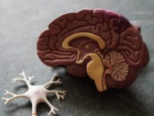human brain toy