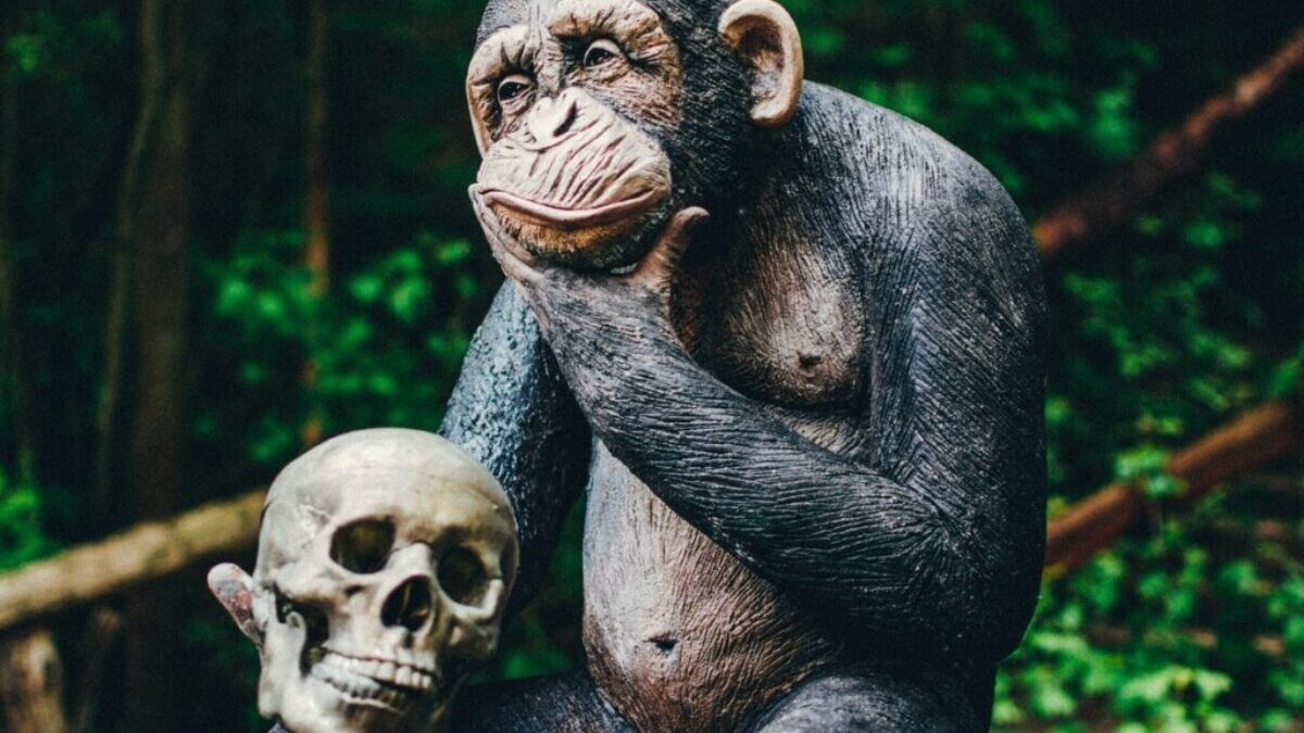 black gorilla sitting on tree branch