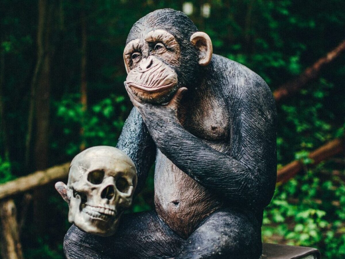 black gorilla sitting on tree branch
