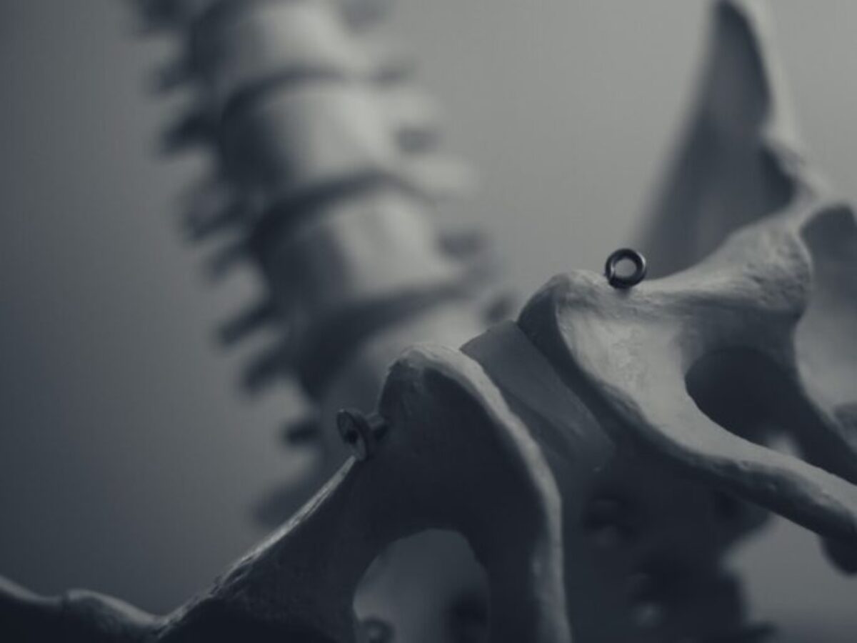 white animal skull on white surface