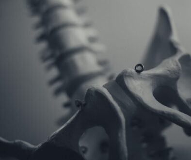 white animal skull on white surface