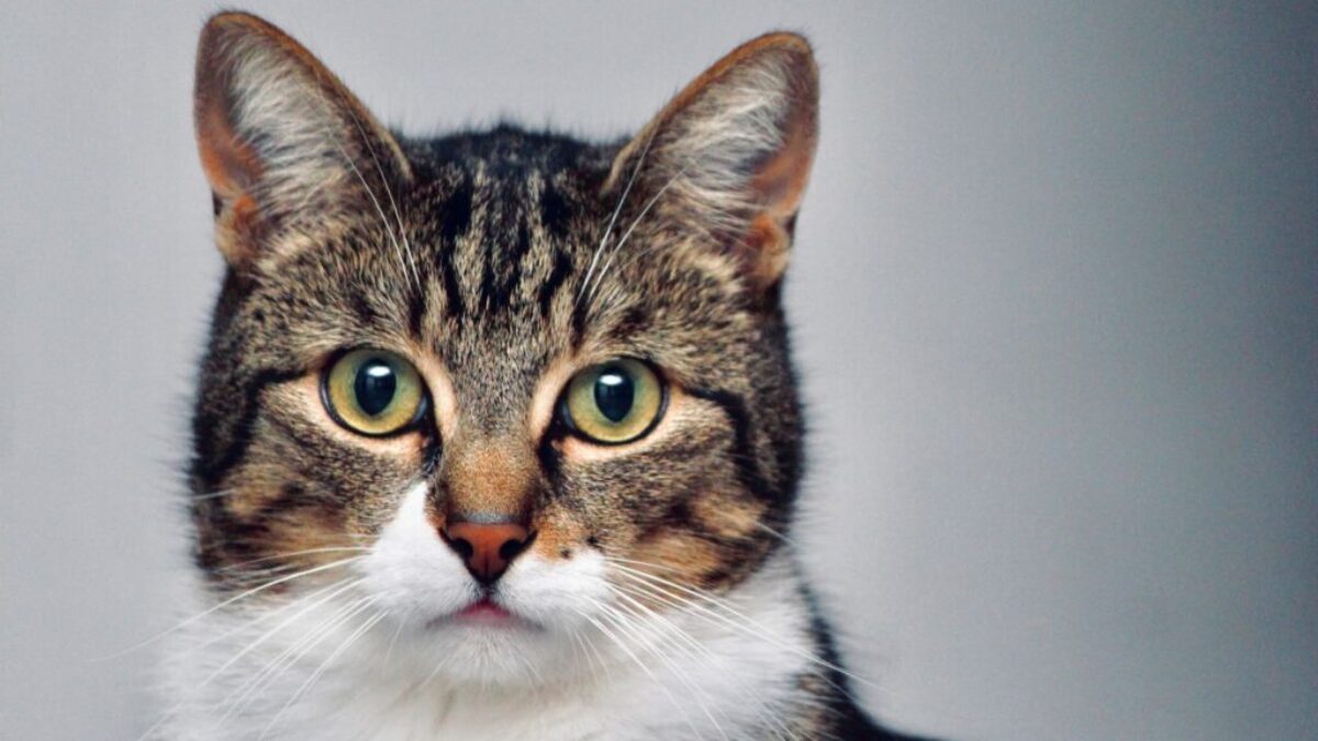 brown and white tabby cat