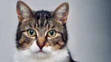 brown and white tabby cat