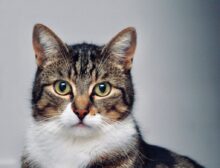 brown and white tabby cat
