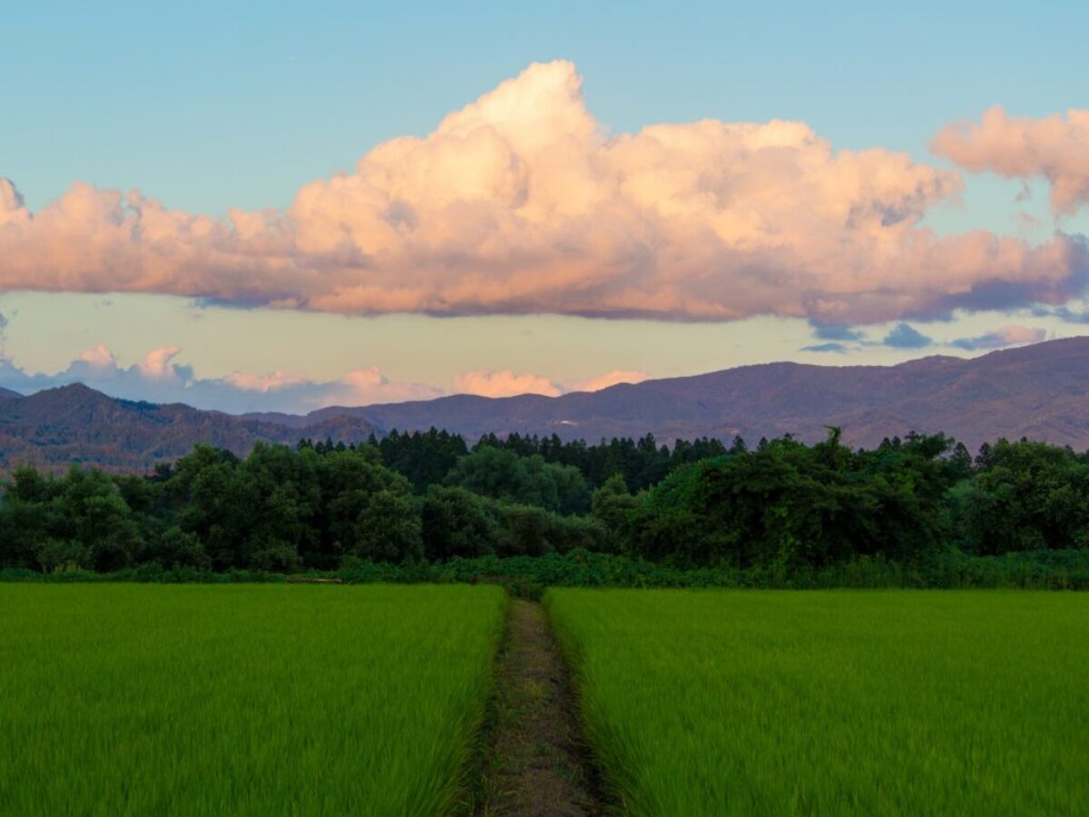 green grass field under blue sky and white clouds during daytime