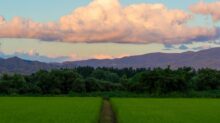 green grass field under blue sky and white clouds during daytime