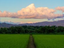 green grass field under blue sky and white clouds during daytime