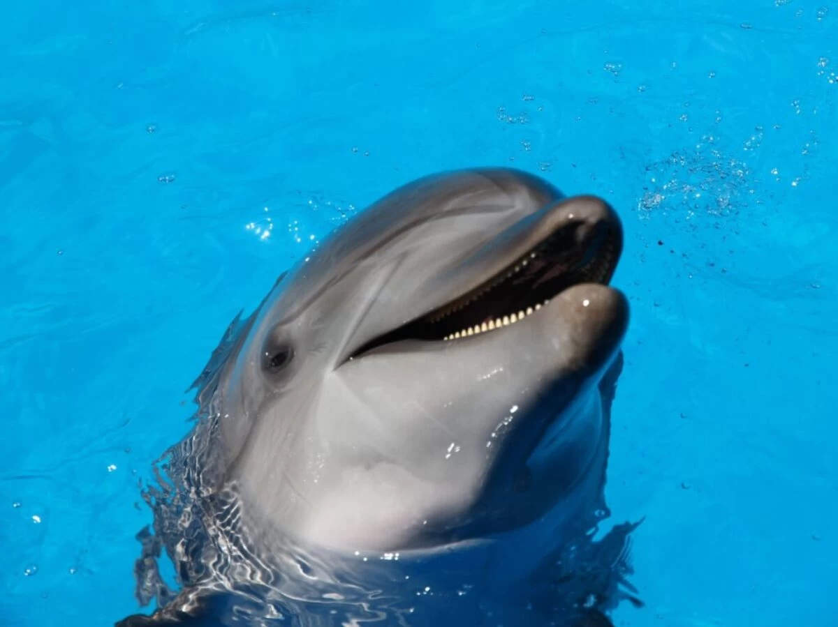 dolphin on water during daytime
