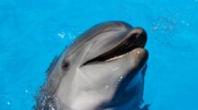 dolphin on water during daytime