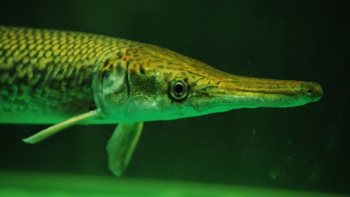 grey fish in water in close up photography