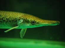 grey fish in water in close up photography
