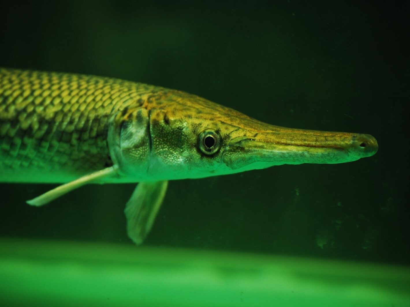 grey fish in water in close up photography