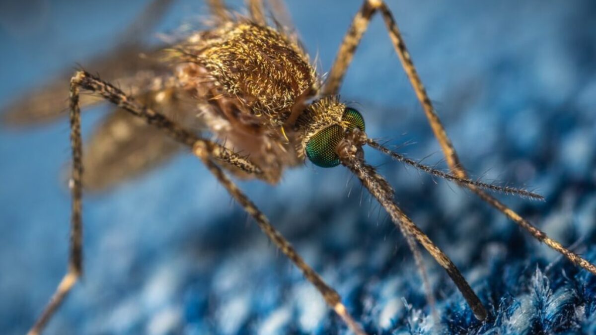brown mosquito